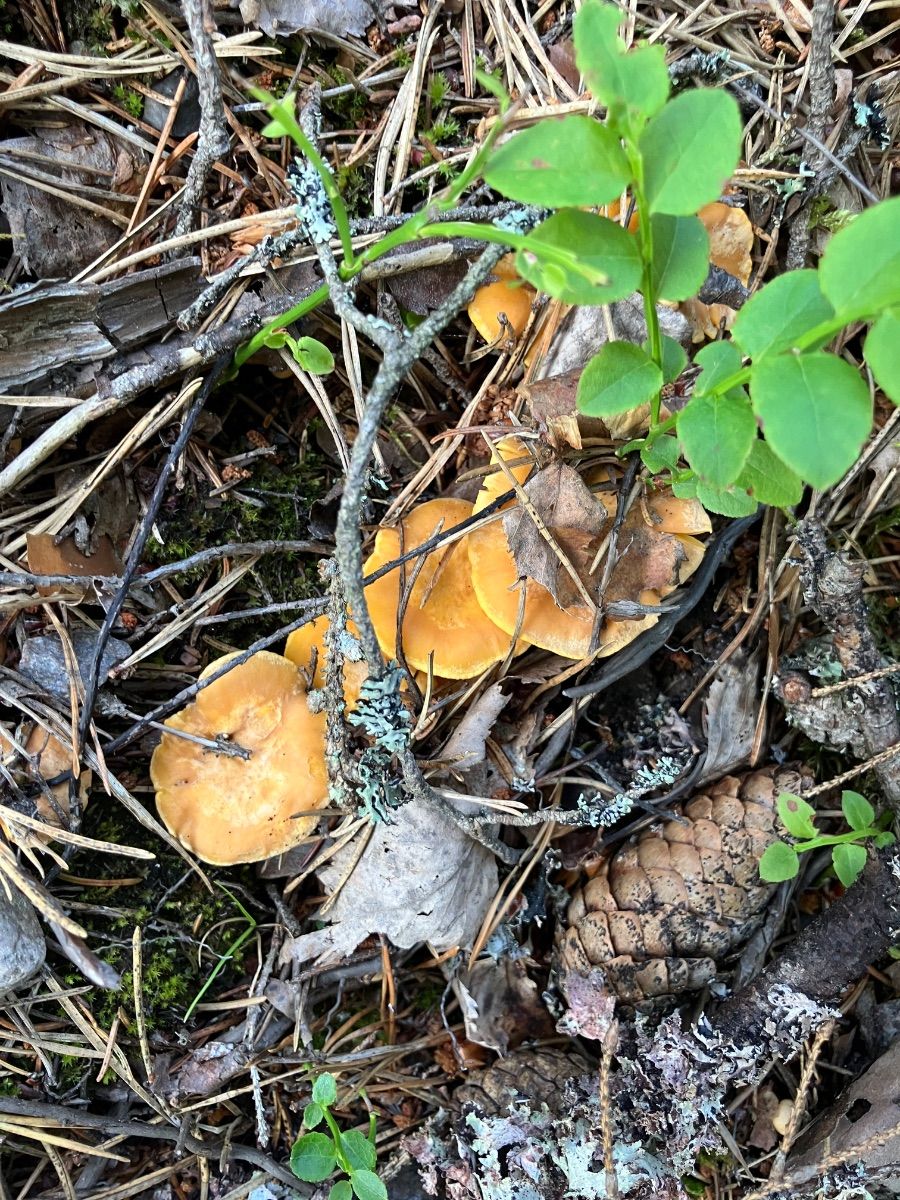 Kantarellställe