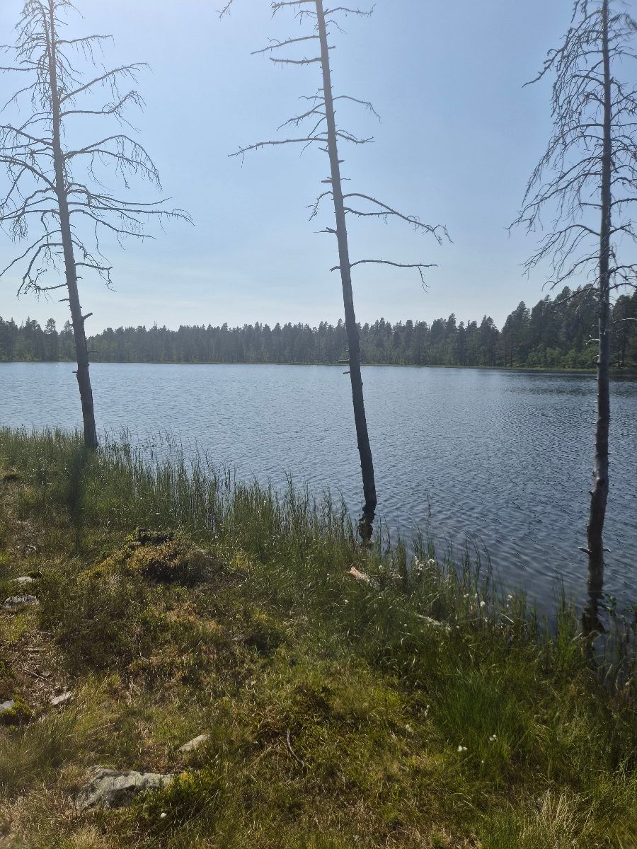 Ormaborrtjärn