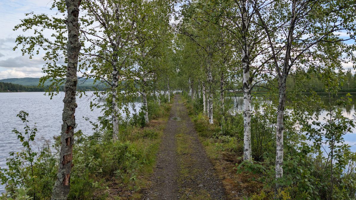 Älvstigen - Björkallén